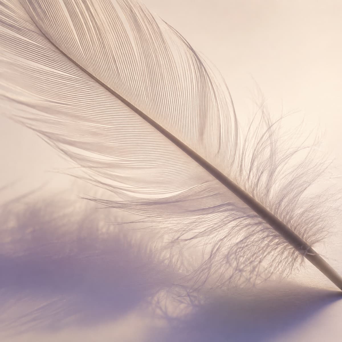 Macro photograph of a farmed goose feather, barbs separated under backlight