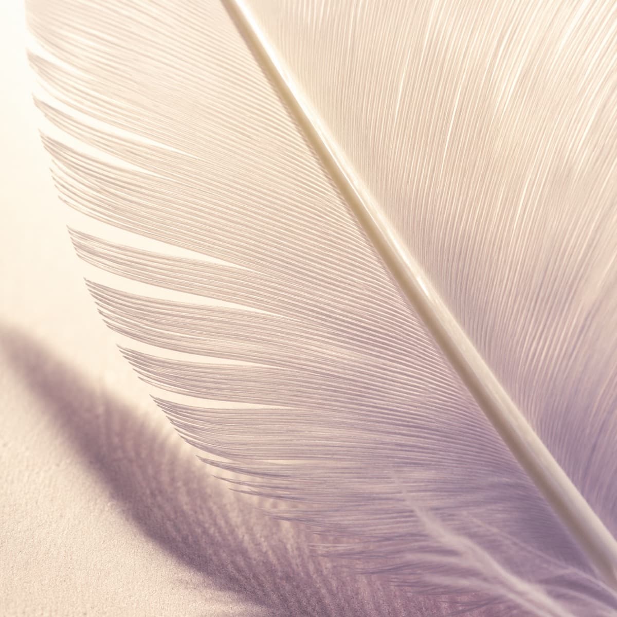 Macro photograph of a synthetic polyester feather showing its cut edge